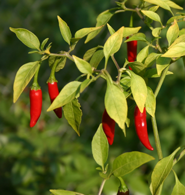 Bird's Eye Chilli
