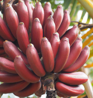 Kalimpong Filter Coffee